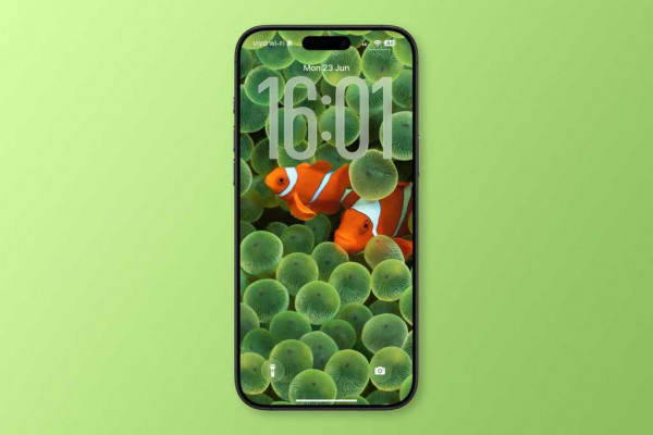 iphone clownfish wallpaper