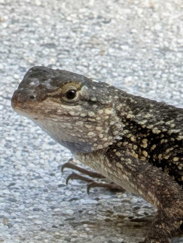 Pixel 10 Pro camera zoom: after