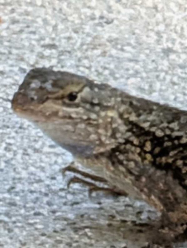 Pixel 10 Pro camera zoom: before