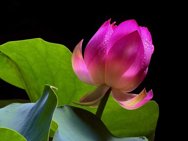 iPhone 17 Pro Camera