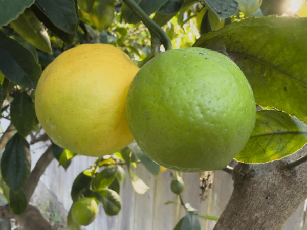 iPhone 17 Pro Max Ultra Wide Camera–13 mm, ƒ2.2; ISO 320, 24 mm, 0 ev, ƒ2.2, 1/97 s, shot as RAW.