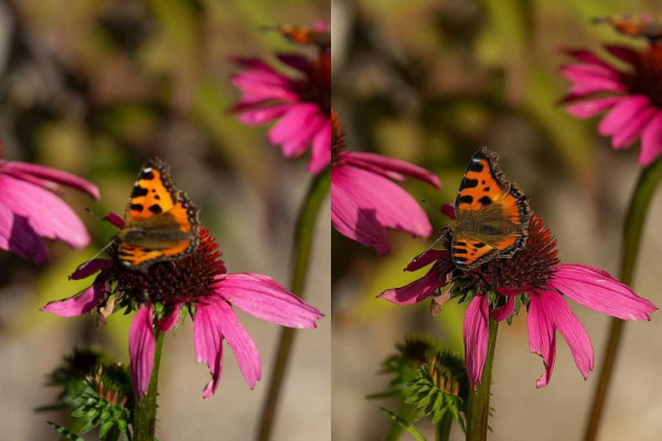 Suddig bild blir skarp